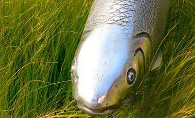 攻击网站在线工具